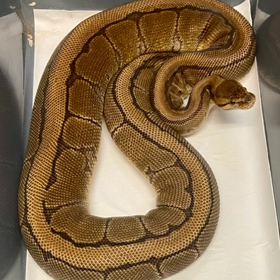 PAIR Breeder Redstripe Pinstripe Het Kiki Ball Python - female for sale from Quality Captives