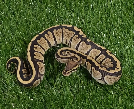 Zuwadi (Z Morph) Ball Python by Queen City Exotics