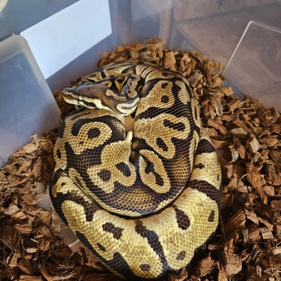 PROVEN BREEDER - Pastel Het Pied Ball Python - female for sale from Radiant Morphs UK