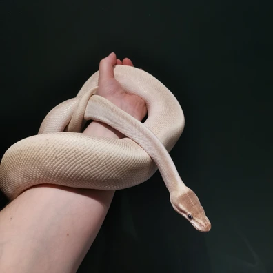 Super Mojave CB Ball Python - male for sale from Radiant Morphs UK