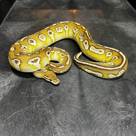 Lesser Trick Ball Python RTB Chocolate Lesser Trick (Poss Spotnose) Ball Python by Kori Martin ...