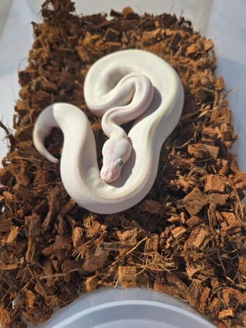 Blue Eyed Lucy, Pos O.D, 50% Het Ultramel/Puzzle Ball Python by Marsh ...