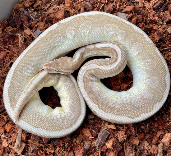 Soul Sucker Ball Python by MKT Reptiles