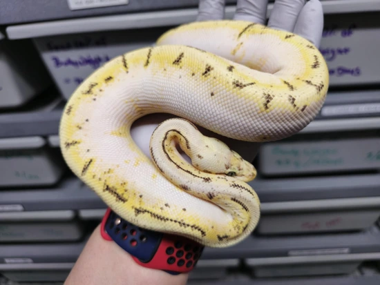 Fore Fly Calico Ball Python Calico Firefly Spinner Ball Python by Ram-Fam Reptiles