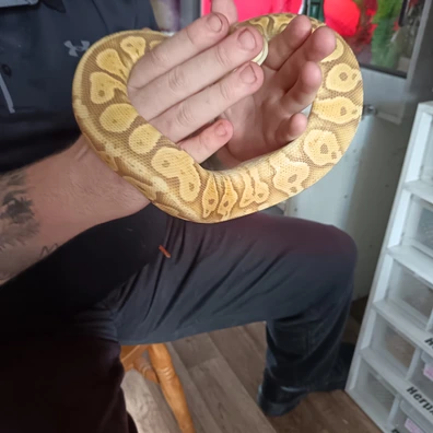 Pastel Ultramel Ball Python - male for sale from Rampage reptiles