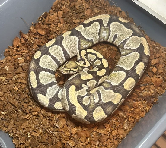 Proven Desert Ghost Ball Python by Combat Creations