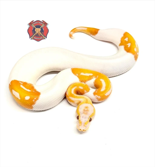 Dreamsicle Ball Python by Randy Bush Reptiles