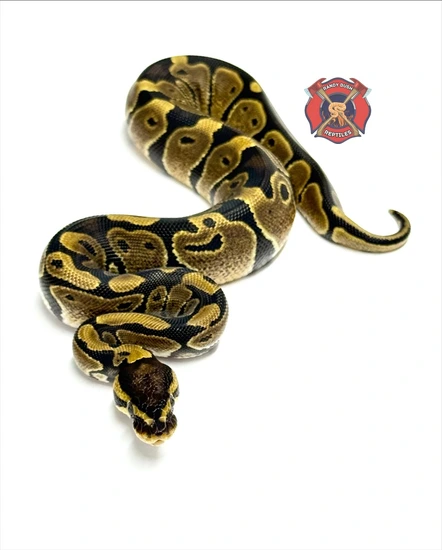 Anthantic Ball Python Het VPI Axanthic Ball Python by Randy Bush Reptiles