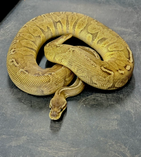 Pastel, Sunset Ball Python by Randy Bush Reptiles