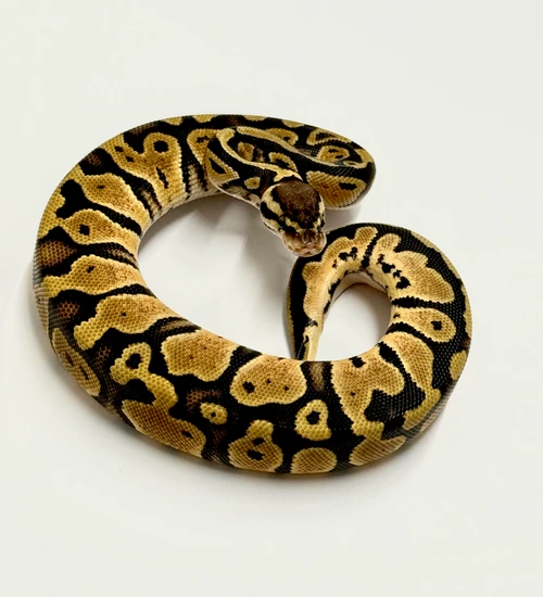 Pastel, Het Sunset, Het Pied Ball Python by Randy Bush Reptiles
