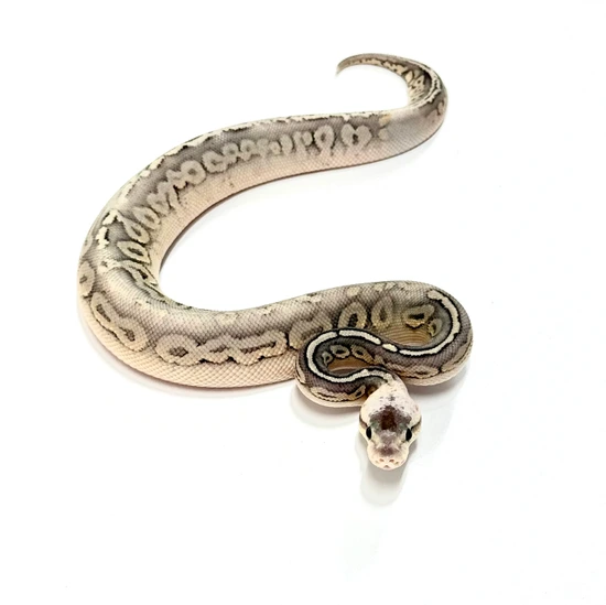 Cinamon Calico Ball Python Super Pastel, Cinnamon, Calico, Het Monsoon Ball Python by Randy Bush ...