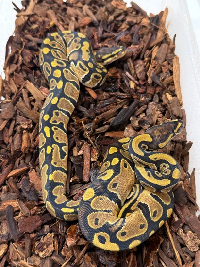 Pair Triple Hets Pied/Hypo/ Genetic Stripe Ball Python by Jurassic Scales