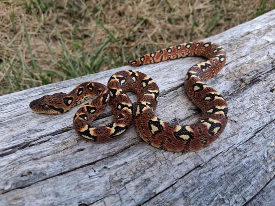 Mandarin Rascals Sanzinia - Madagascar Tree Boa - Western/Mandarin - Volontany Other ...
