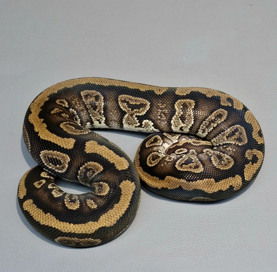 Furrow Nyala Het Clown Ball Python by BPM Reptiles