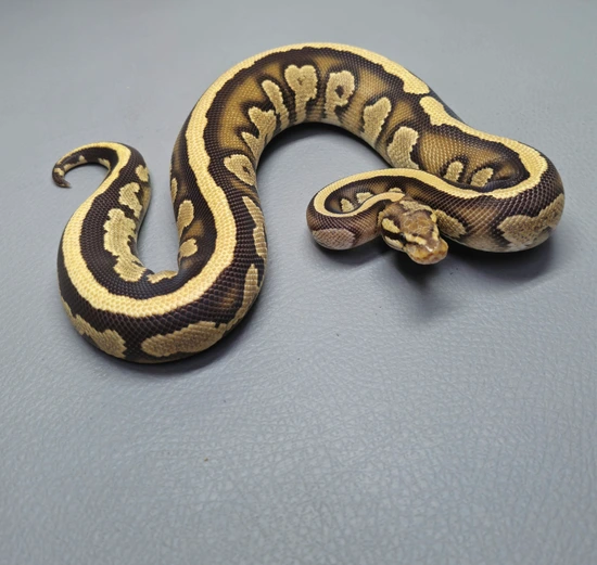 Fire Nyala YB Het Pied Ball Python by BPM Reptiles