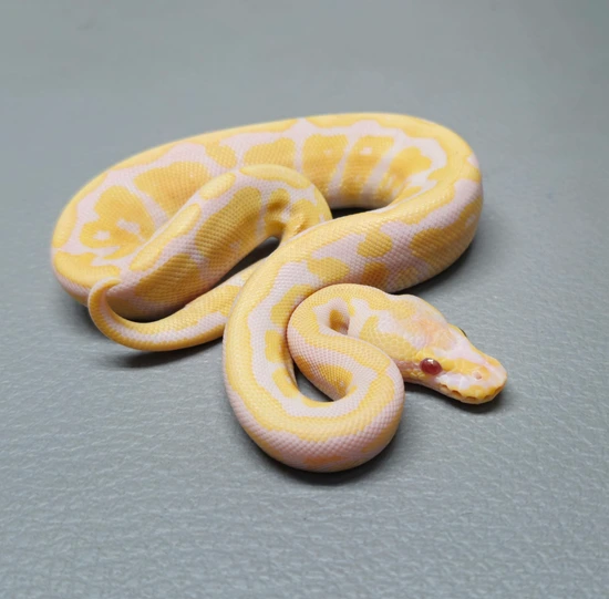 Candy Clown Ball Python Candy Ph Clown Ball Python by BPM Reptiles