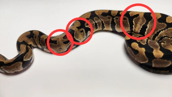 Dinker Het Clown Ball Python by Sky High Morphs