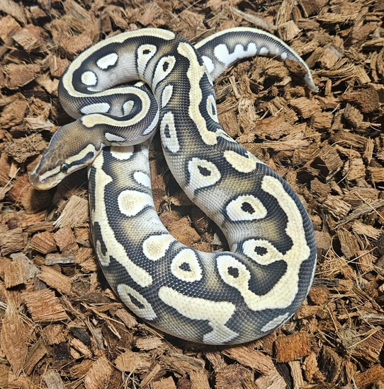 Mojave OD Het Clown (100%) Ball Python by Raven Morphs