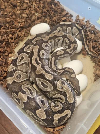 Mojave (PB) Ball Python by Raven Morphs