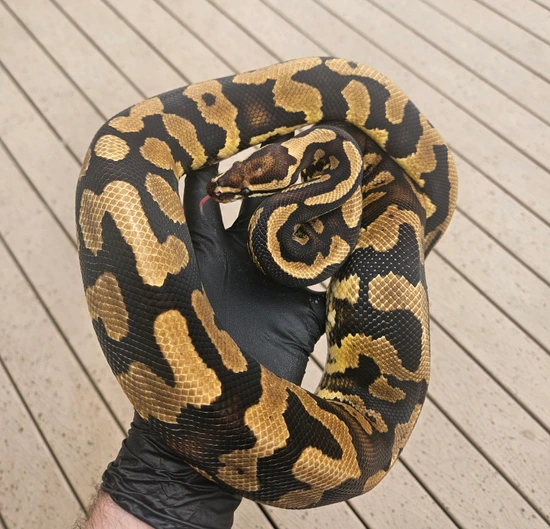 Acid Yellow Belly (PB) Ball Python by Raven Morphs