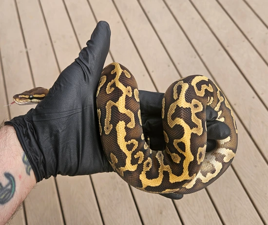 Show/Starter Pack Special (6) Ball Python by Raven Morphs