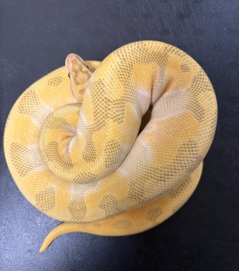 Proven Female - Super Enchi Lesser Hypo Ball Python by Herp Collectors