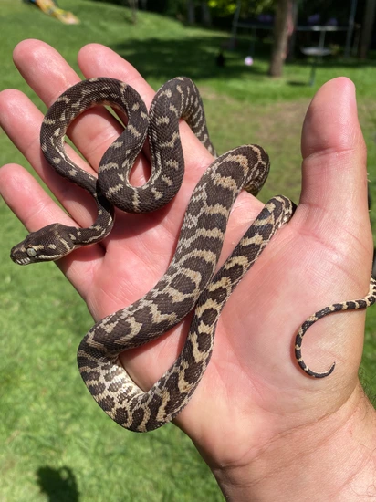 Rough Scaled Pair Rough-Scaled Python by Triple R - Ryan's Rats and ...