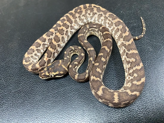 Rough-scaled Python Rough-Scaled Python by Triple R - Ryan's Rats and ...