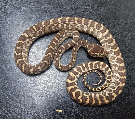 1.1 Rough Scaled Pythons Rough-Scaled Python by Triple R - Ryan's Rats ...