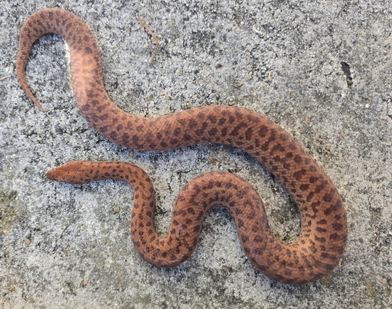Anthill Python Pygmy Python by Triple R - Ryan's Rats and Reptiles