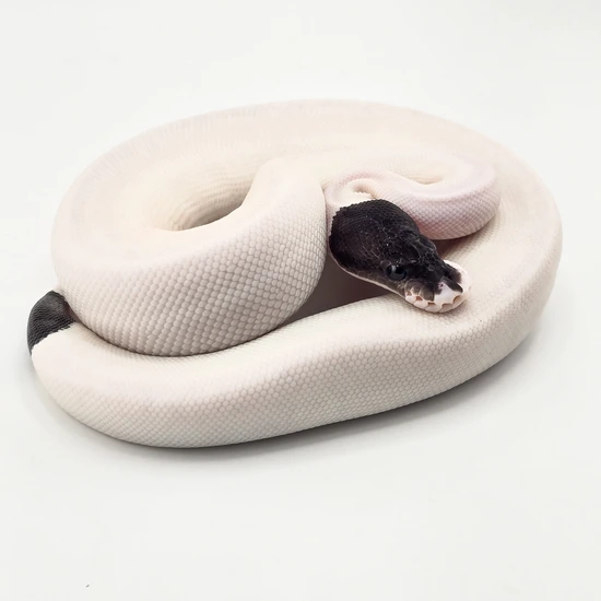 🐼 Panda Pied 🐼 Ball Python by SDG Pythons