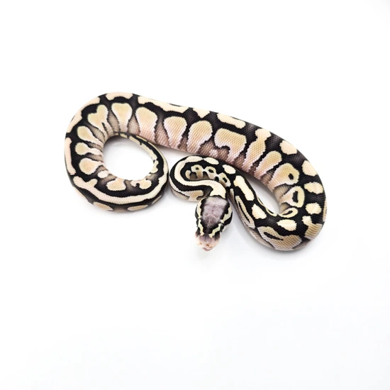 Super Butter Python DG, OD (Poss Super), Butter, Pastel Ball Python by SDG Pythons