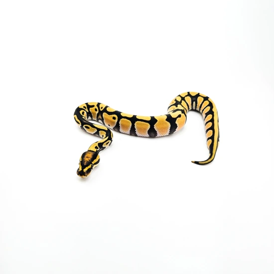 Super OD, DG Ball Python by SDG Pythons