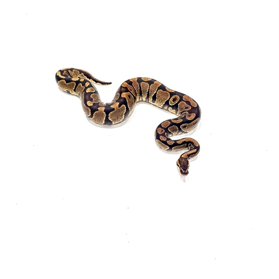 Asphalt Ball Python by SDG Pythons