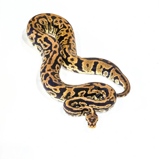 Acid, Spotnose, Yellow Belly Ball Python by SDG Pythons