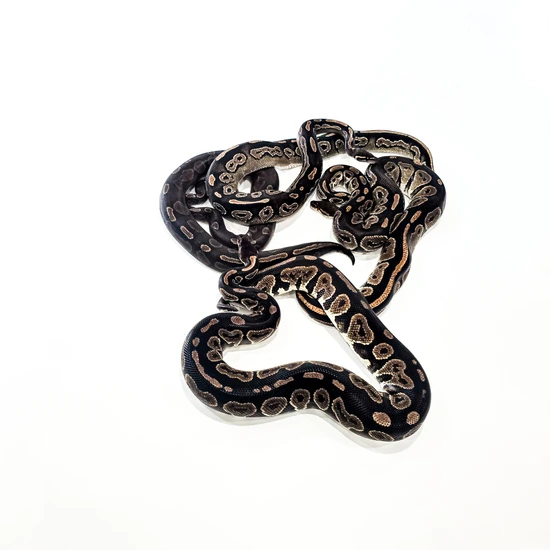 black pastel bongo ball python by freedom breeder -... 3 Females - Bongo, Black Pastel Ball Python by SDG Pythons