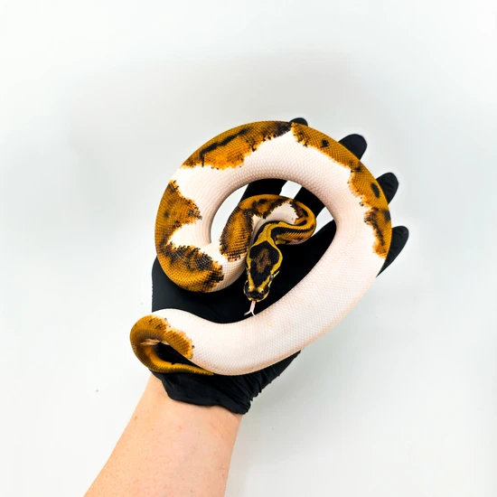 Genex Ball Python Pied, Acid, POSS OD/YB/HRA/BH/GeneX Ball Python by SDG Pythons