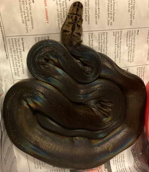 Motley Goldenchild Het Albino Reticulated Python by Python Power