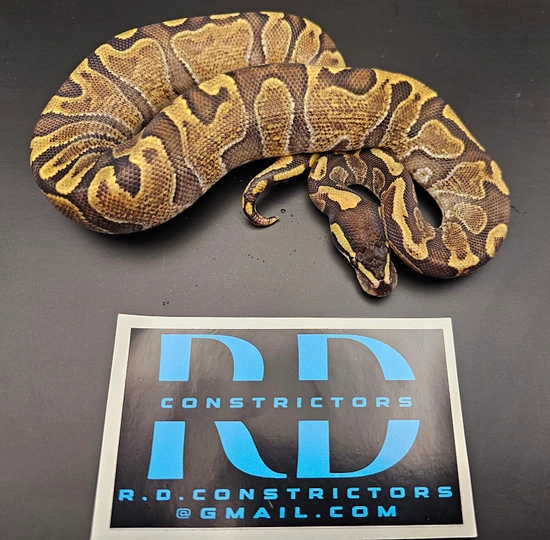 GHI Enchi Disco Ball Python by R&D Constrictors, LLC