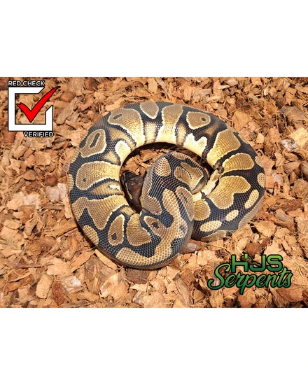 Dinker Ball Python by HJS Serpents