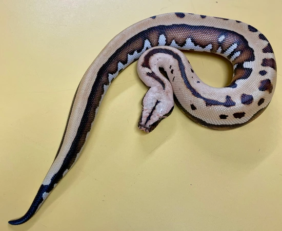 NEW Pic!! Goldeneye Male 2024 100% Het TPos Albino Cherry Bomb Lineage ...