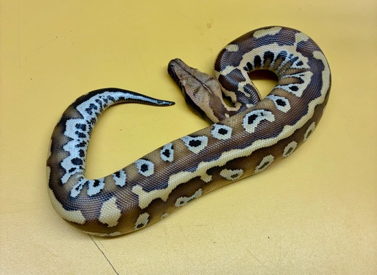 Normal Prob CBE Stripe Het T Positive Albino Cherry Bomb Lineage Blood ...