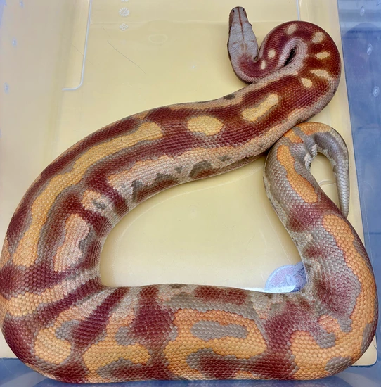 Proven Breeder Male 2021 T+ Albino Cherry Bomb Lineage Blood Python by ...