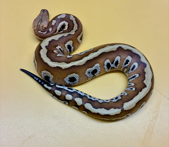 Nice!! Pollen Female #4 Blood Python by 616 Serpents