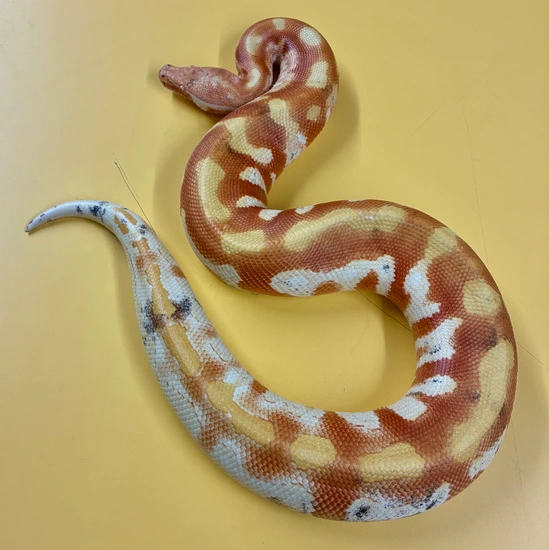 Unique Opportunity !!!! T Negative Albino Paradox Male Blood Python by ...