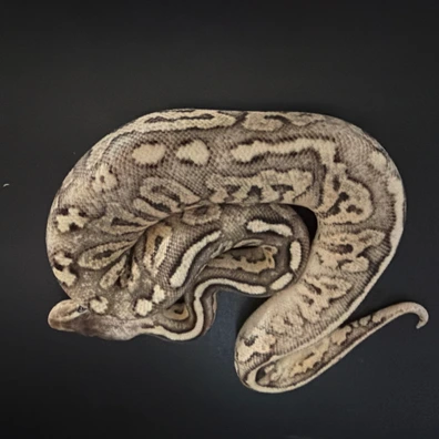 Sterling Pastel Ball Pythons For Sale | MorphMarket