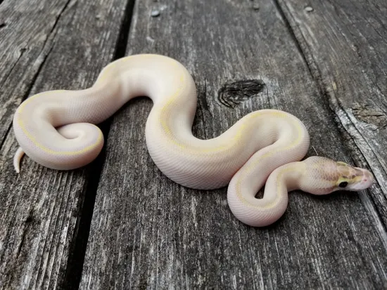 Goblin Ball Python Morph Super Goblin Ball Python by RD Reptiles