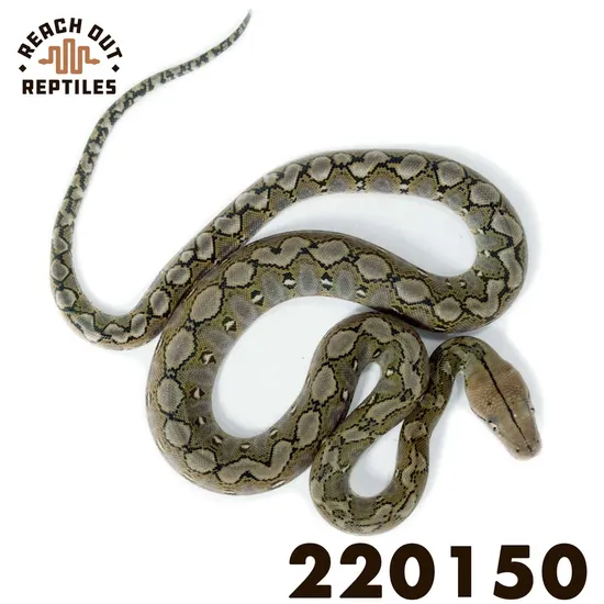 Super Dwarf Anery Reticulated Python by Reach Out Reptiles LLC