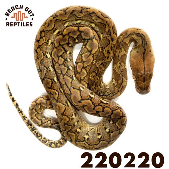 Wild Type Python Super Dwarf Wild Type Reticulated Python by Reach Out Reptiles LLC