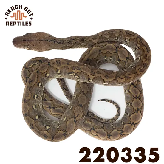 Wild Type Retic Python Super Dwarf Wild Type Reticulated Python by Reach Out Reptiles LLC